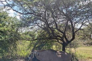 Mombasa : visite guidée du Fort Jesus, de la vieille ville et de la faune