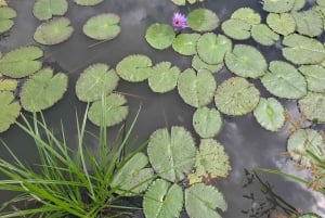 Mombasa : visite guidée du Fort Jesus, de la vieille ville et de la faune