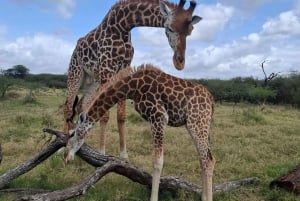 Mombasa : visite guidée du Fort Jesus, de la vieille ville et de la faune