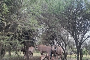 Mombasa : visite guidée du Fort Jesus, de la vieille ville et de la faune