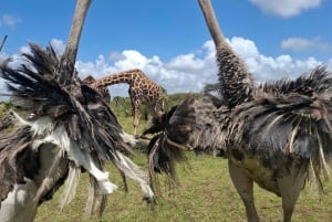 Mombasa : visite guidée du Fort Jesus, de la vieille ville et de la faune