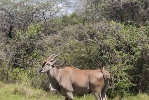 Mombasa : visite guidée du Fort Jesus, de la vieille ville et de la faune