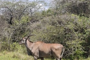 Mombasa : visite guidée du Fort Jesus, de la vieille ville et de la faune