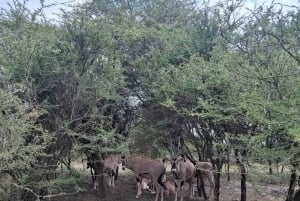 Mombasa : visite guidée du Fort Jesus, de la vieille ville et de la faune