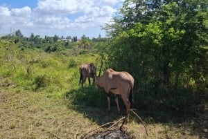 Mombasa : visite guidée du Fort Jesus, de la vieille ville et de la faune