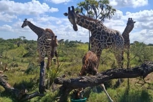 Mombasa : visite guidée du Fort Jesus, de la vieille ville et de la faune