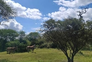 Mombasa : visite guidée du Fort Jesus, de la vieille ville et de la faune