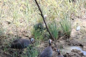 Mombasa : visite guidée du Fort Jesus, de la vieille ville et de la faune