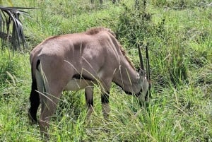 Mombasa : visite guidée du Fort Jesus, de la vieille ville et de la faune