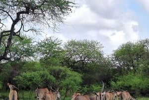Mombasa : visite guidée du Fort Jesus, de la vieille ville et de la faune