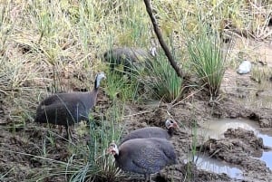 Mombasa : visite guidée du Fort Jesus, de la vieille ville et de la faune