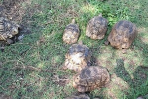 Mombasa : visite guidée du Fort Jesus, de la vieille ville et de la faune