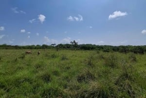 Mombasa : visite guidée du Fort Jesus, de la vieille ville et de la faune