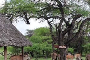 Mombasa : visite guidée du Fort Jesus, de la vieille ville et de la faune