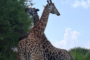Mombasa : visite guidée du Fort Jesus, de la vieille ville et de la faune