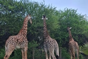 Mombasa : visite guidée du Fort Jesus, de la vieille ville et de la faune