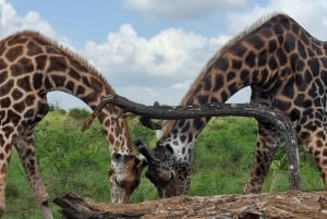 Mombasa : visite guidée du Fort Jesus, de la vieille ville et de la faune