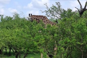 Mombasa : visite guidée du Fort Jesus, de la vieille ville et de la faune
