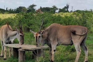 Mombasa : visite guidée du Fort Jesus, de la vieille ville et de la faune