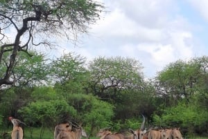 Mombasa : visite guidée du Fort Jesus, de la vieille ville et de la faune