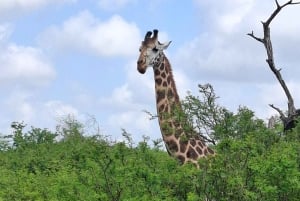 Mombasa : visite guidée du Fort Jesus, de la vieille ville et de la faune