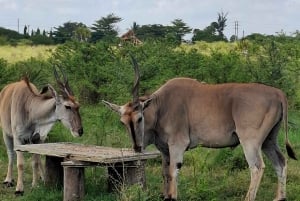 Mombasa : visite guidée du Fort Jesus, de la vieille ville et de la faune