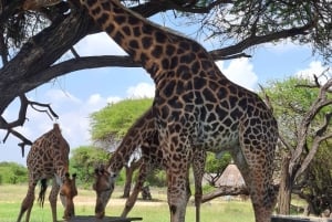 Mombasa : visite guidée du Fort Jesus, de la vieille ville et de la faune