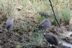 Mombasa : visite guidée du Fort Jesus, de la vieille ville et de la faune