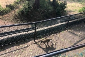 Excursion d'une journée à Mombasa - Fort Jesus et Haller Park.