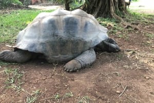 Mombasa heldags byutflukt - Fort Jesus og Haller park.