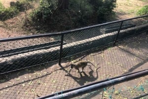 Mombasa heldags byutflukt - Fort Jesus og Haller park.