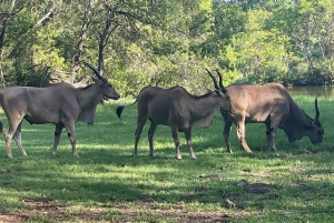 Heldagsutflykt i Mombasa och Nguuni naturreservat