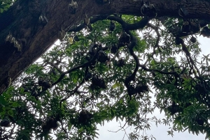 Heldagsutflykt i Mombasa och Nguuni naturreservat