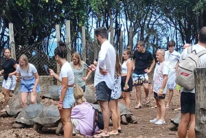 Mombasa: Experiencia de Alimentación de Jirafas en el Parque Haller en Coche.