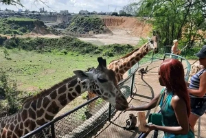 Mombasa: Experiencia de Alimentación de Jirafas en el Parque Haller en Coche.