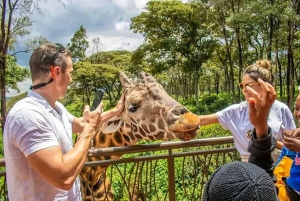 Mombasa: Experiencia de Alimentación de Jirafas en el Parque Haller en Coche.