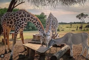 Mombasa: Experiencia de Alimentación de Jirafas en el Parque Haller en Coche.