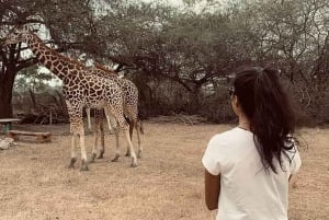 Mombasa: Experiencia de Alimentación de Jirafas en el Parque Haller en Coche.