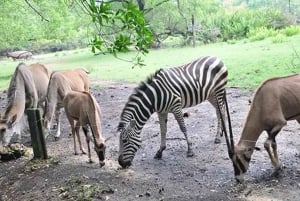 Mombasa: Experiencia de Alimentación de Jirafas en el Parque Haller en Coche.