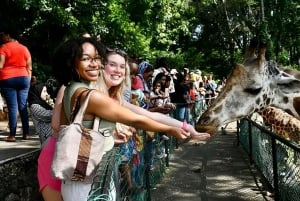 Mombasa: Guided Nature Walk Amongst Giraffes In Haller Park.