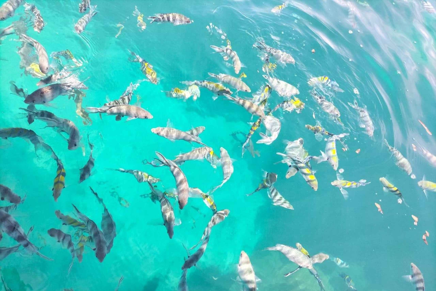 Mombasa: Marine Park Glass Bottom Boat Tour with Snorkeling