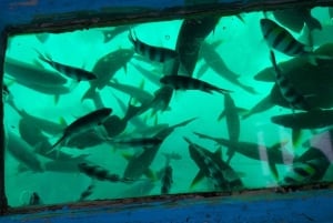 Mombasa: rejs wycieczkowy łodzią ze szklanym dnem i nurkowanie