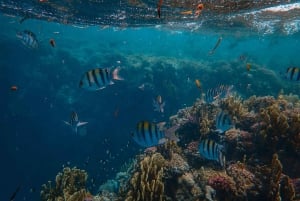 Mombasa: rejs wycieczkowy łodzią ze szklanym dnem i nurkowanie