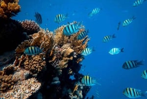 Mombasa: rejs wycieczkowy łodzią ze szklanym dnem i nurkowanie