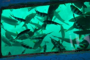 Mombasa: Marine Park Glass Bottom Boat Tour with Snorkeling