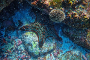 Mombasa: Marine Park Glass Bottom Boat Tour with Snorkeling