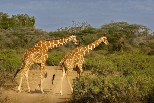 Mombasa/Nairobi: 3-Day Tsavo East & Amboseli Safari