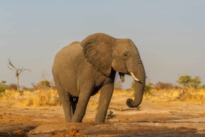 Mombasa/Nairobi: 3-Day Tsavo East & Amboseli Safari