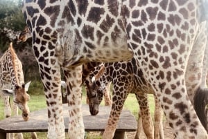 Mombasa: Paseo guiado por la naturaleza entre jirafas