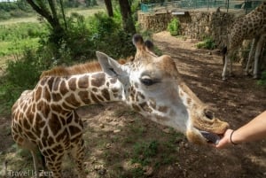 MOMBASA:FortJesus,OldCity,Giraffe,Ostrich,Oryx,WildlifeTour